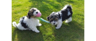 York Biewer (Yorkshire terrier biewer) – Encyklopedia psów