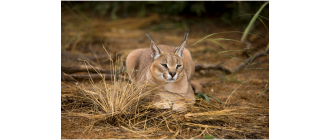 Big Floppa - kim jest ten nietypowy karakal z memów?