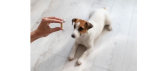 Jakie właściwości ma biotyna dla psów?