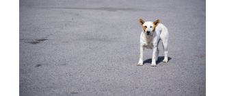 Błąkający się pies - co zrobić, gdzie zadzwonić? Praktyczne rady