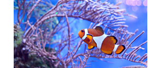Błazenki (Amphiprioninae) - najważniejsze informacje o gatunku