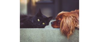 Sterylizować czy nie? Weterynarz podpowiada