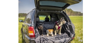 Pies w podróży samochodem - co musisz wiedzieć?