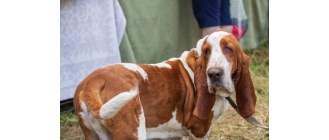 Bloodhound (pies św. Huberta) - najważniejsze informacje o rasie