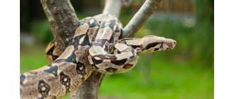 Boa dusiciel - królewski morderca czy domowy przyjaciel?