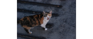 Kot japoński bobtail (Maneki neko) - encyklopedia ras kotów