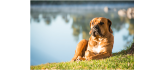 Boerboel (mastif południowoafrykański) – encyklopedia ras psów