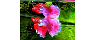 Ryba bojownik – charakterystyka. Jakie ryby toleruje?