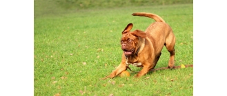 Surowe mięso dla psa – dobry czy zły wybór?