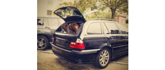 Ubezpieczenie psa – czy jest możliwe i jaki ma zakres?