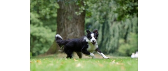 Border collie – najważniejsze informacje o rasie