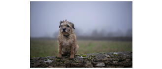 Border terrier - najważniejsze informacje - Encyklopedia psów