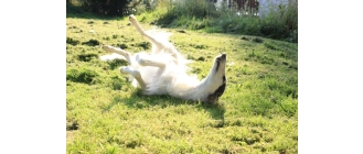 Borzoj (chart rosyjski) – najważniejsze informacje o rasie