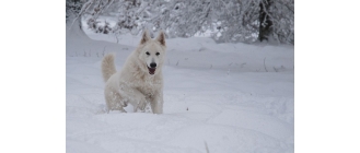 Biały owczarek szwajcarski – najważniejsze informacje o rasie