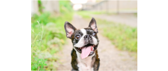 Boston terrier - najważniejsze informacje o rasie. Encyklopedia psów
