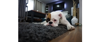 Biegunka u psa – najczęstsze przyczyny i sposoby leczenia