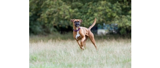 Zapalenie stawów u psa