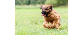 Owczarek francuski briard (Berger de Brie) - Encyklopedia ras psów