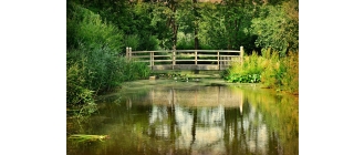 Oczko wodne – dlaczego warto je mieć? Jak zrobić klasyczne oczko wodne?