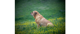 Broholmer (mastiff duński) - Encyklopedia ras psów
