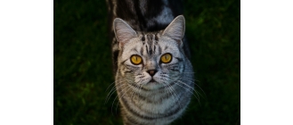 Kot brytyjski krótkowłosy (British Shorthair) - Encyklopedia kotów