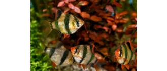 Brzanka sumatrzańska - najważniejsze informacje o gatunku