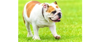 Problemy zdrowotne psów ras brachycefalicznych – czyli tych z „płaską twarzą”