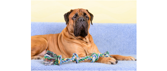 Bullmastiff – encyklopedia ras psów