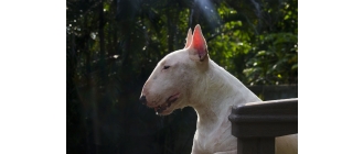 Bulterier – najważniejsze informacje o rasie