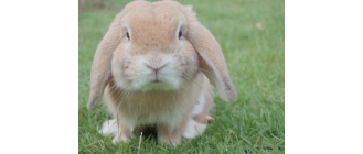 Królik baranek miniaturowy (Mini Lop) - Charakterystyka, pielęgnacja, zdrowie (Encyklopedia ras)