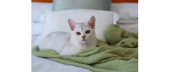 Burmilla, czyli kot z elegancją persa i temperamentem burmskiego