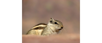 Wiewiórka domowa – zbiór najważniejszych informacji