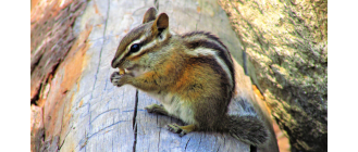 Burunduk syberyjski - wymagania, oswajanie, charakter