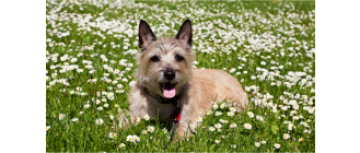 Cairn Terrier - najważniejsze informacje o rasie (Encyklopedia psów)