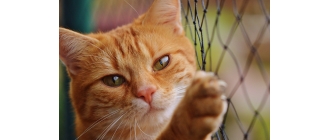 Czy wiesz, że okna i balkon mogą być śmiertelną pułapką dla Twojego kota?