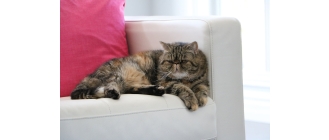 Kot egzotyczny – pochodzenie, wygląd, charakter i pielęgnacja