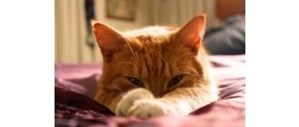 Chłoniak u kota - objawy, diagnoza i leczenie.