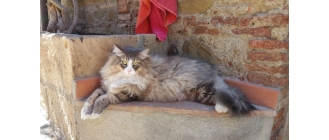 Kot syberyjski – najważniejsze informacje o rasie