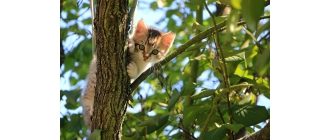 Kot na drzewie – jak zareagować, by pomóc pupilowi?