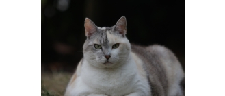 Przyczyny kociej otyłości. Jakie są konsekwencje nadmiernej masy ciała u kota?