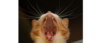 Zapalenie dziąseł u kota – przyczyny, objawy, leczenie i profilaktyka