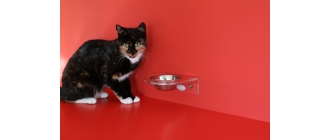 Dieta BARF dla kota - czy powinno się podawać kotom surowe mięso?