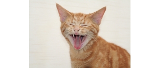 Co mówi kot - jak odczytywać jego gesty i zachowania?