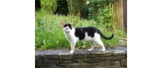 Jak rozpoznać płeć kota? Jakie są charakterystyczne cechy kotek i kocurów?