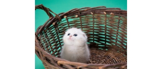 Wyprawka dla kota – jakie akcesoria dla pupila zakupić?