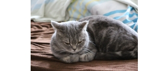 Alergie u psów i kotów - objawy, diagnostyka i leczenie