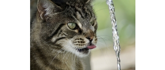 Czy fontanna dla kota to złoty środek dla spragnionych?