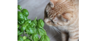 Rośliny niebezpieczne dla Twojego kota- czy masz je w domu?