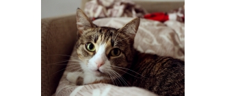 Wymioty u kota – przyczyny, objawy, karmienie