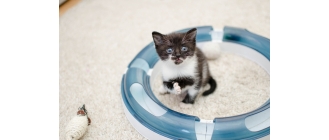 Pierwsze dni małego kota w nowym domu